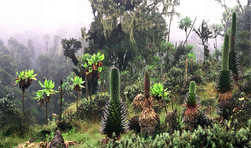 Rwenzori mountains deals