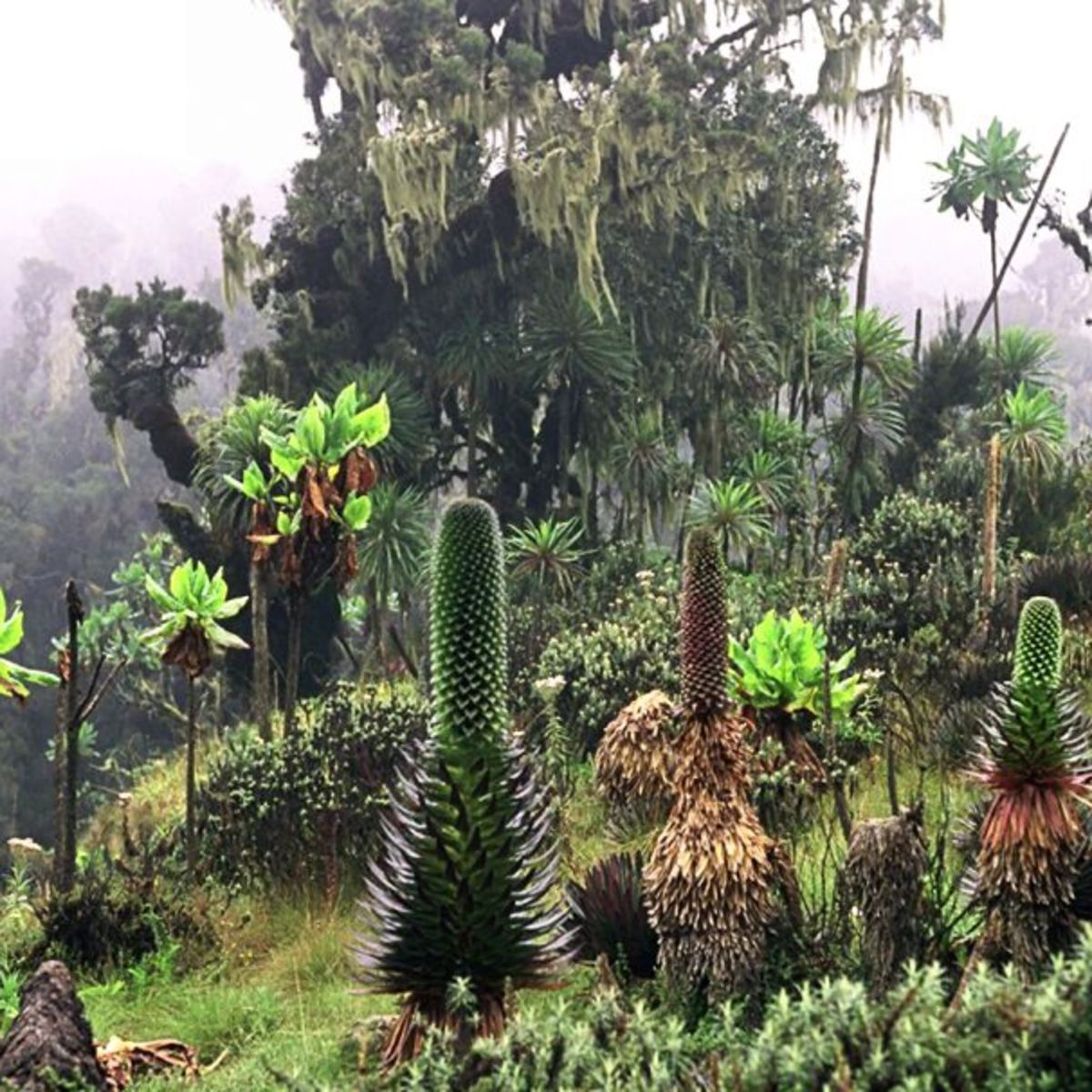 The Rwenzori Mountains mist Uganda giant lobelias