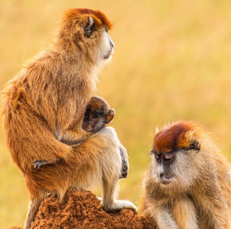Two adult and one infant patas monkeys sitting