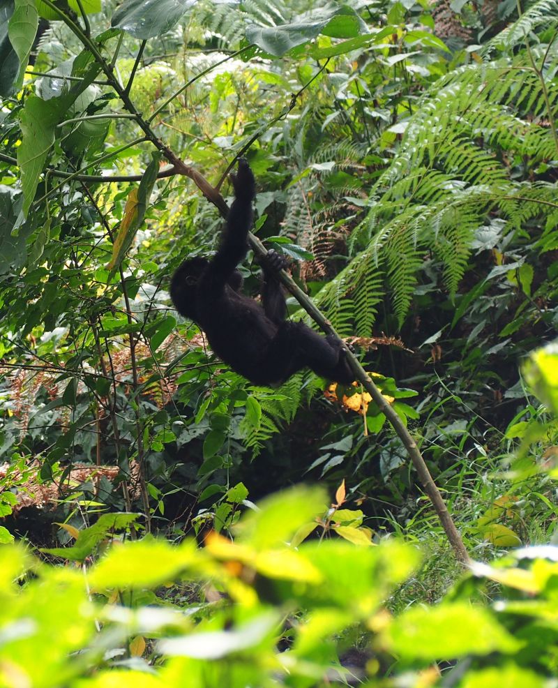 Gorilla infant climbing thin tree