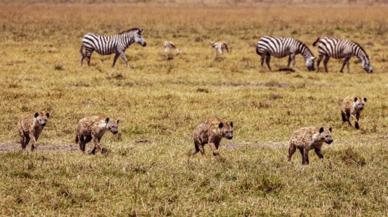 Zebras, hyenas and gazelles in the grasslands of Ngorongoro Crater