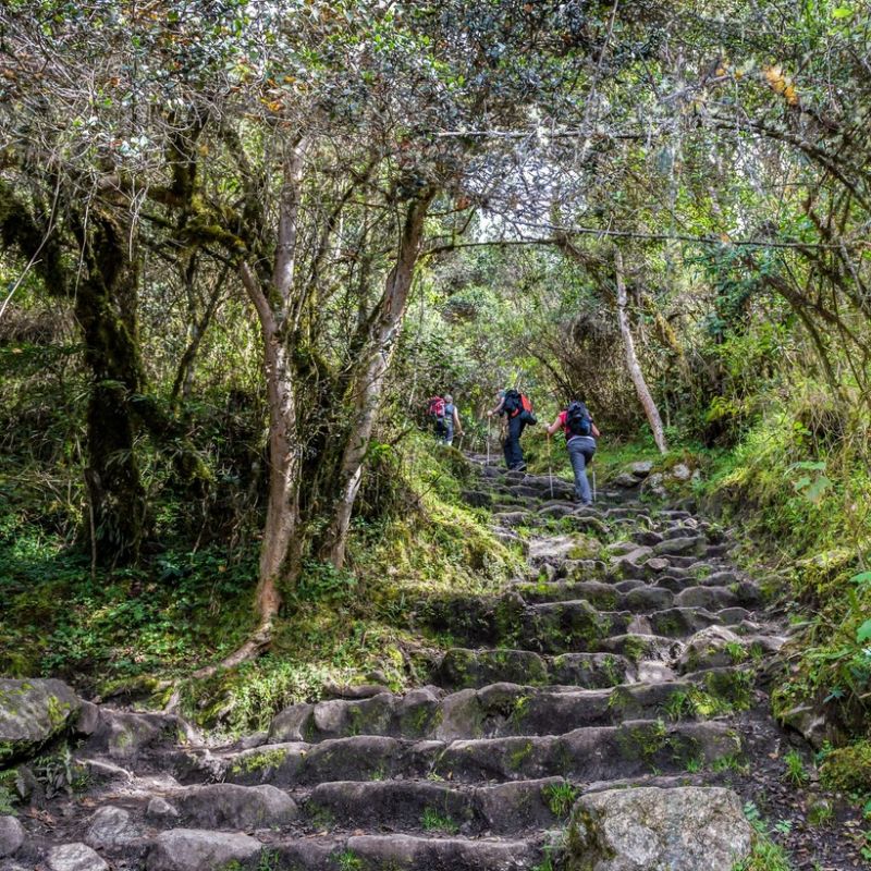 Inca Trail steps in forest and trekkers with trekking poles climbing up them 