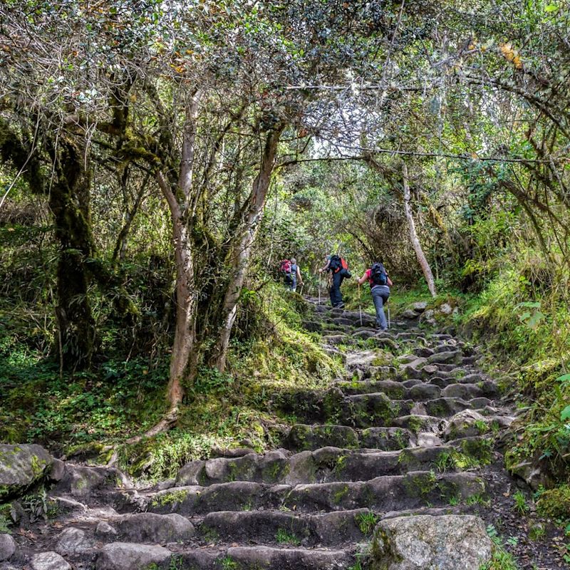 Inca Trail steps in forest and trekkers with trekking poles climbing up them