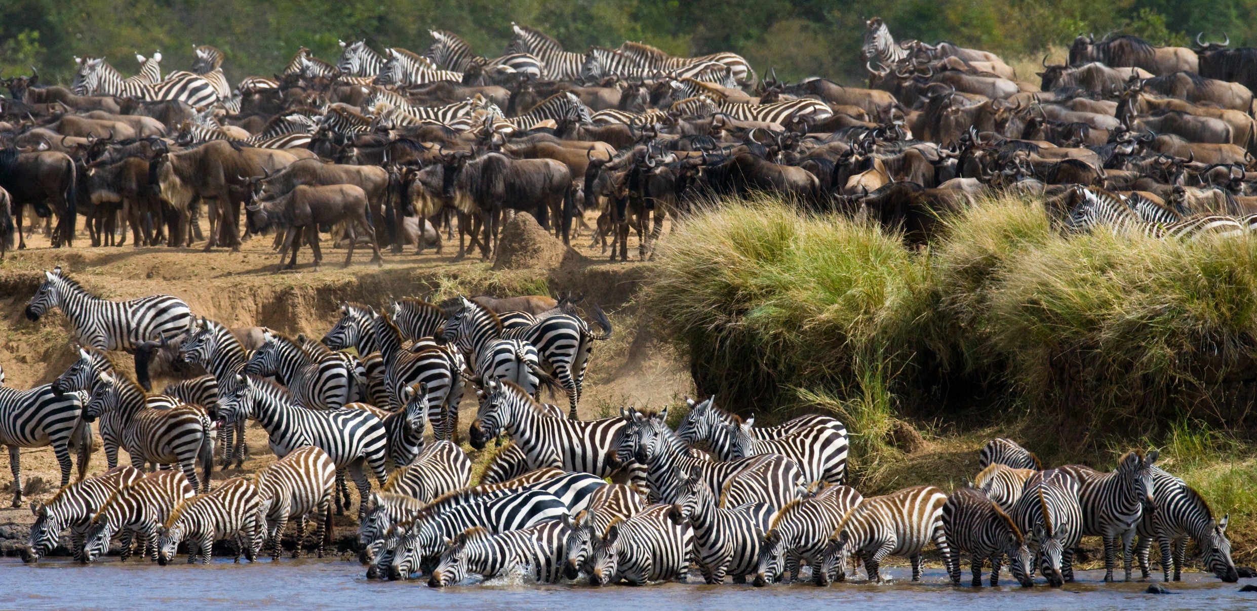 Ours. Big herd of zebras standing in front of the river. Kenya. Tanzania. National Park. Serengeti. Maasai Mara