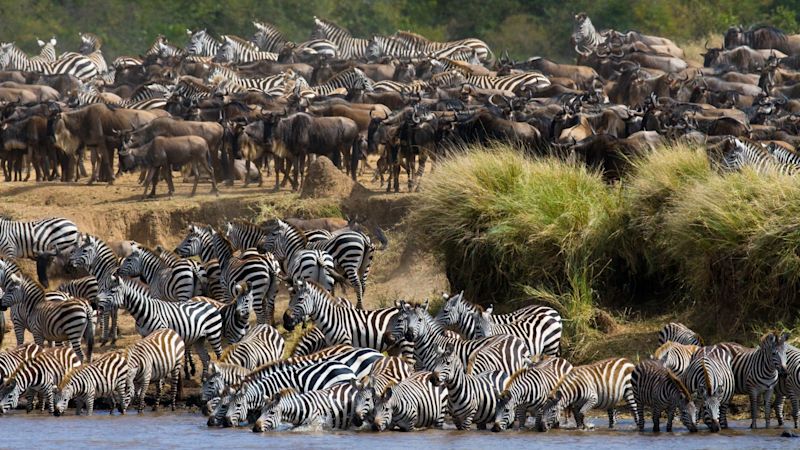 Ours. Big herd of zebras standing in front of the river. Kenya. Tanzania. National Park. Serengeti. Maasai Mara