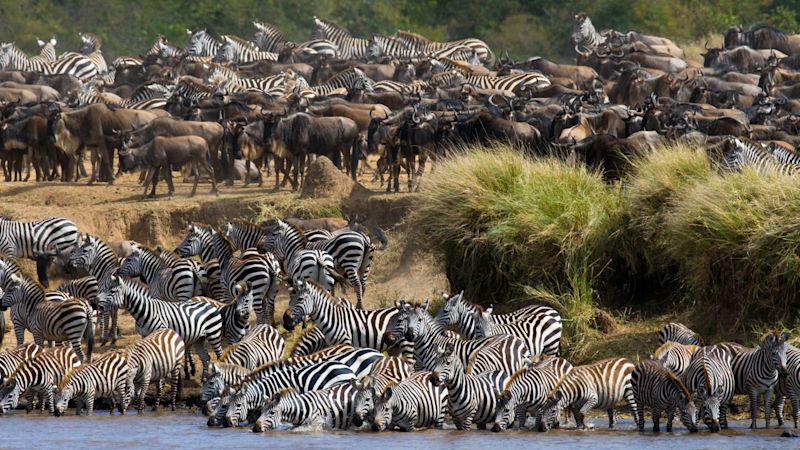 Ours. Big herd of zebras standing in front of the river. Kenya. Tanzania. National Park. Serengeti. Maasai Mara