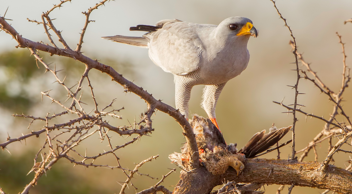 Eastern chanting goshawk