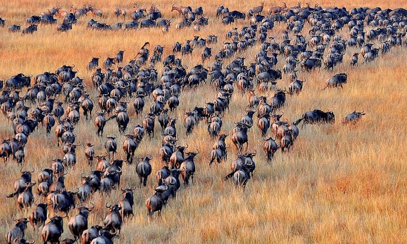 Blue wildebeests herd