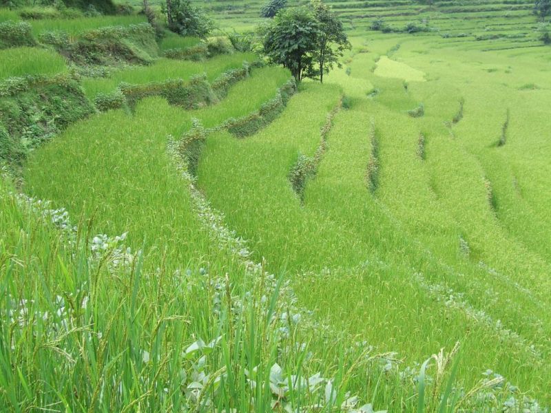 Terraced-farm-Annapurna-1024x768.jpg