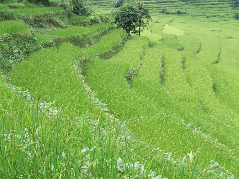 Terraced-farm-Annapurna-1024x768.jpg