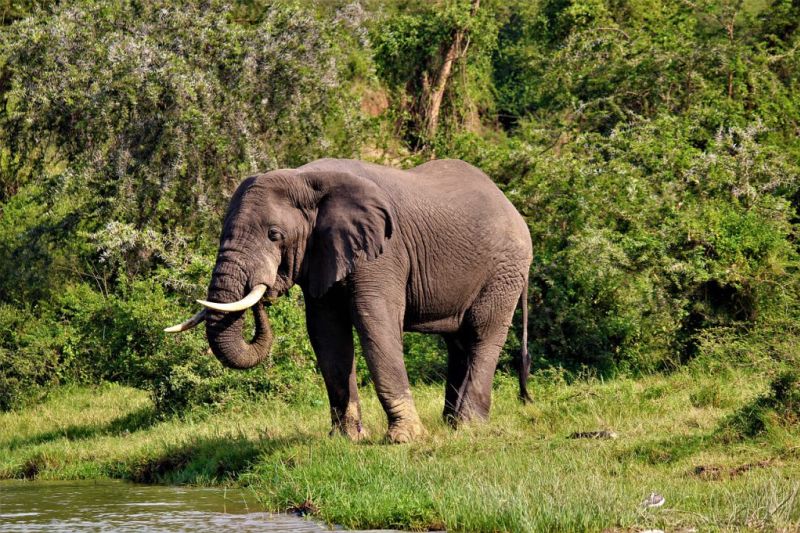 African elephant at water's edge