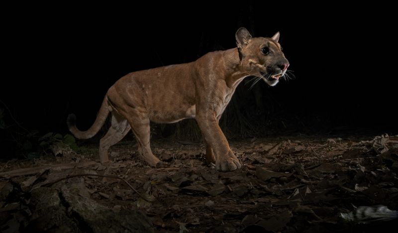 Puma as captured by night cam in Tambopata Reserve, Peruvian Amazon rainforest (1)