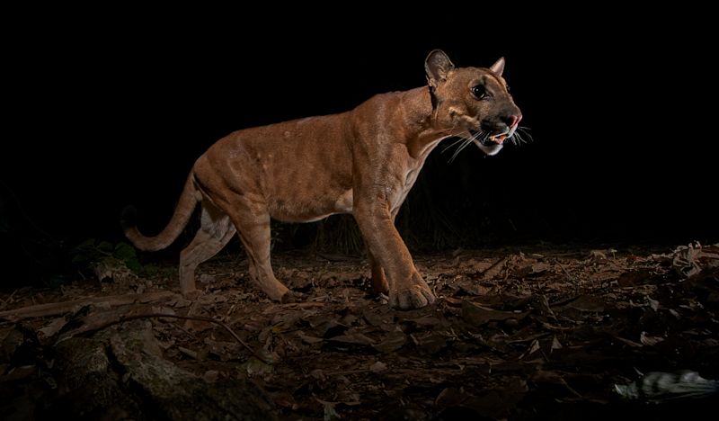 Puma as captured by night cam in Tambopata Reserve, Peruvian Amazon rainforest (1)