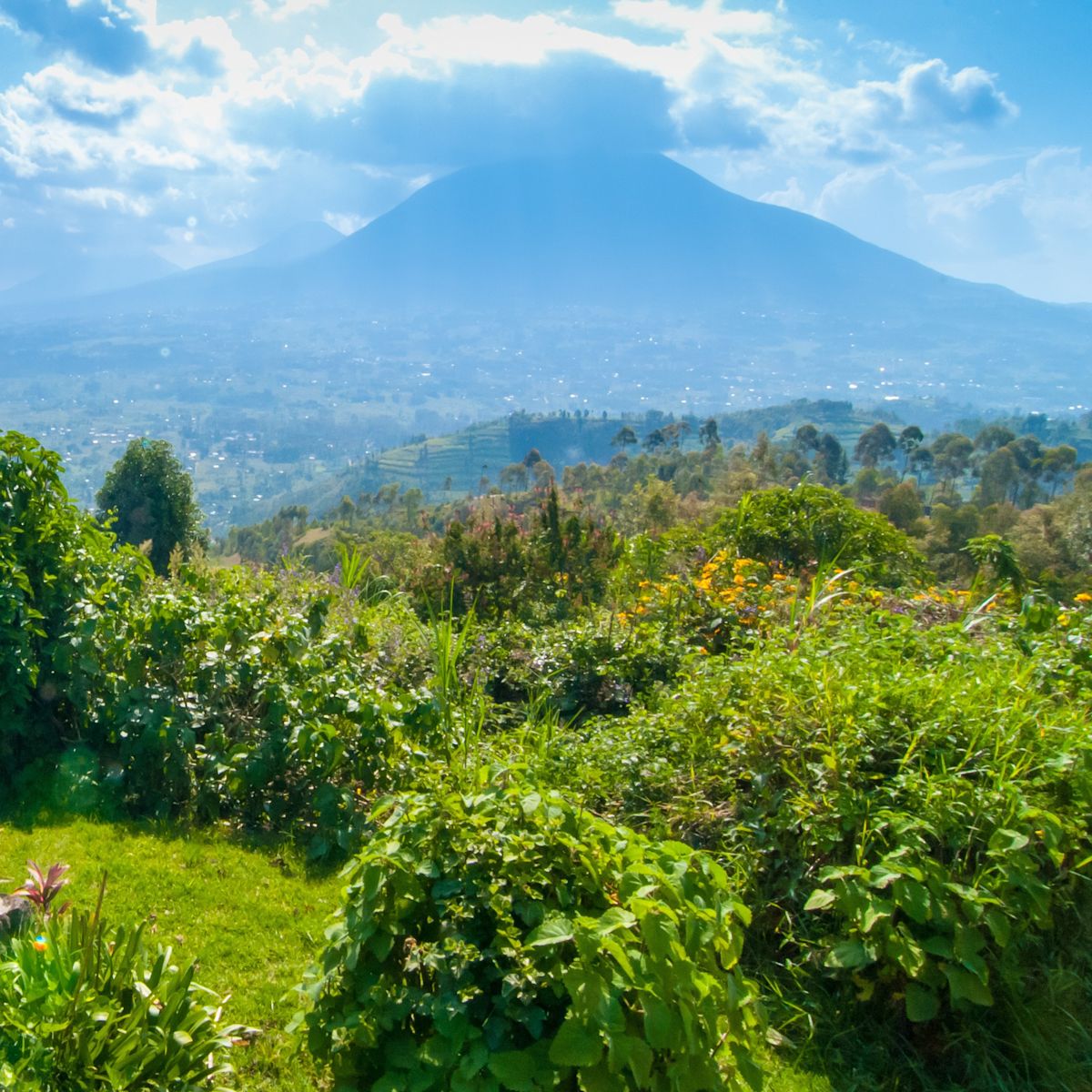 Ours. Mt Sabyinyo, Volcanoes National Park in Rwanda