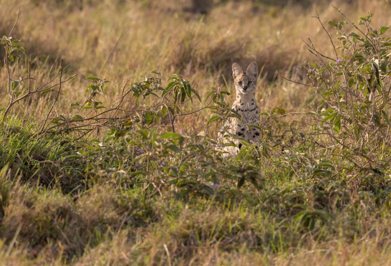  A serval behind bushed in Kenya, safari