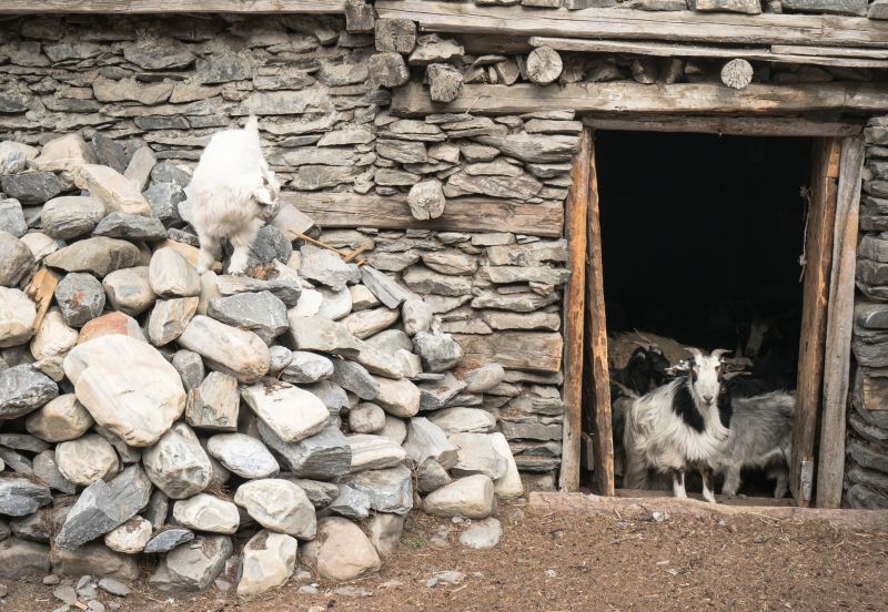 Goats in stone building on Annapurna Circuit, Nepal trekking