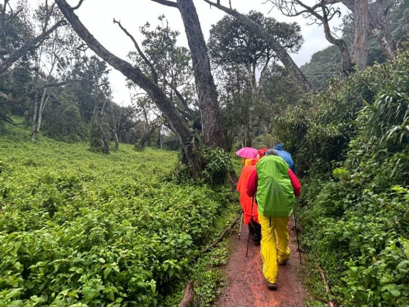 Rainy forest trail trekkers waterproof gear Kilimanjaro