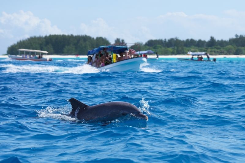 Boats and swimmers in ocean, swimming with dolphins in Zanzibar Tanzania 2022