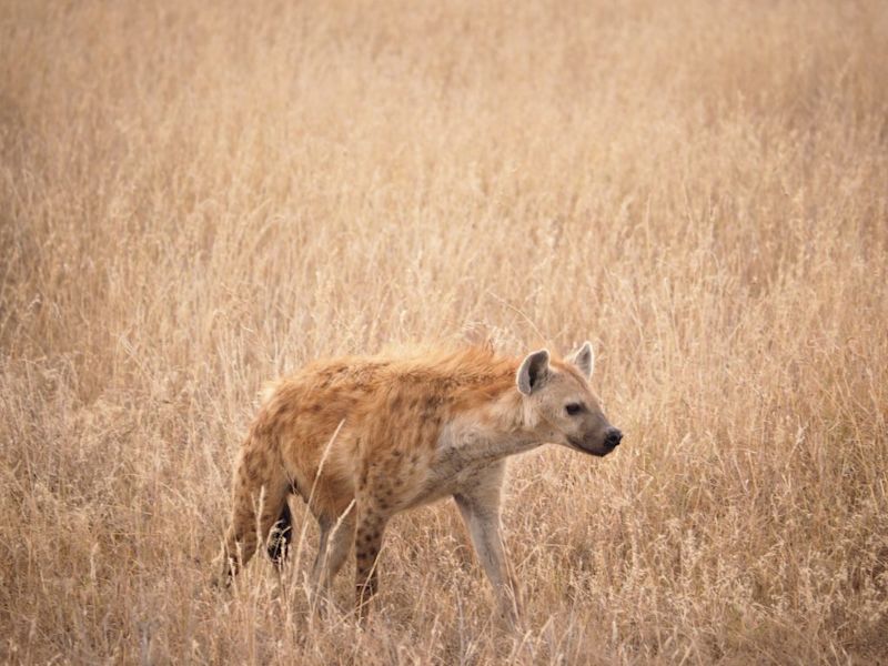 Hyena