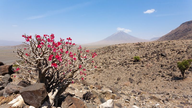 Pur. Mt Ol Doinyo Lengai and desert rose tree