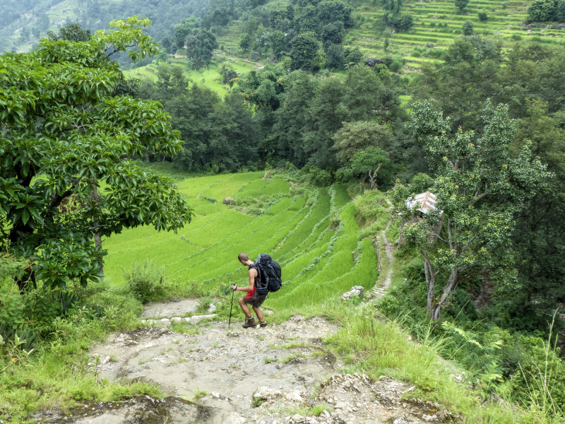 Trekker walking down lush terraces on Annapurna Circuit