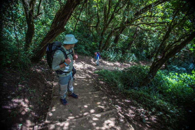 Shaded path on Kilimanjaro Lemosho route