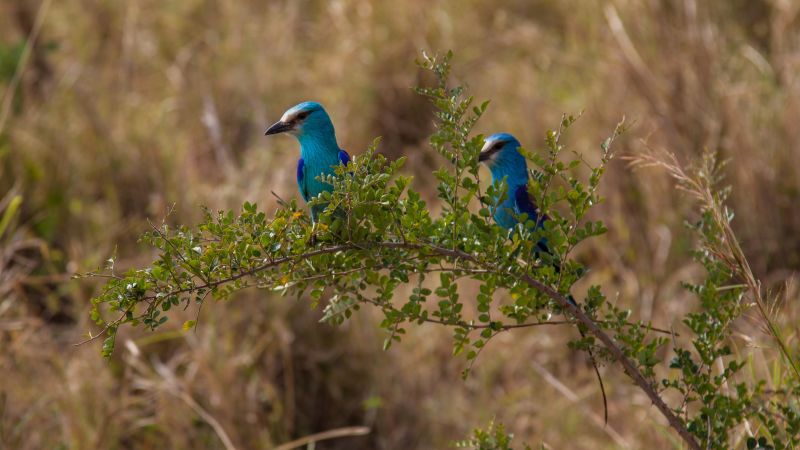 Blue birds Kidepo Valley NP safari Uganda