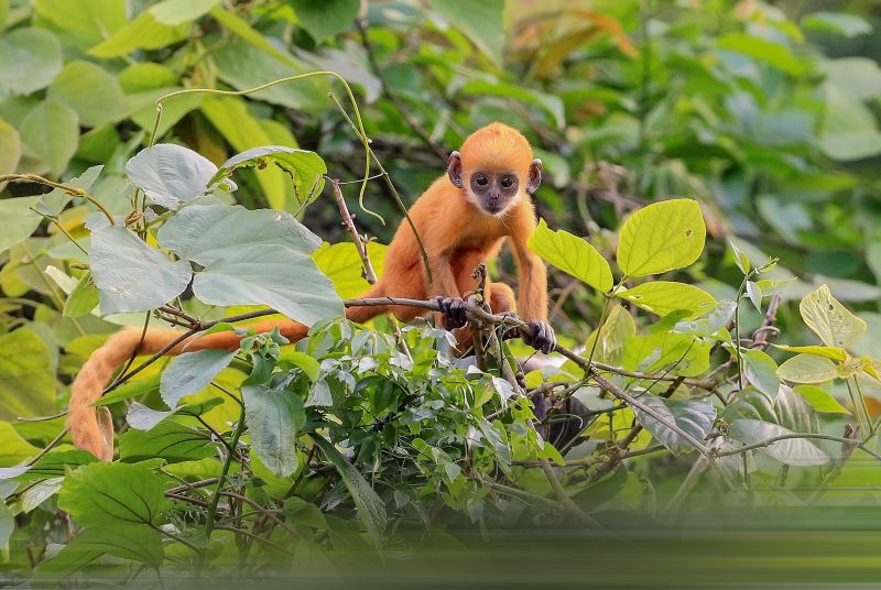 Golden snub-nosed monkey, infant, sitting on tree branch