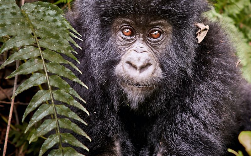 Gorilla seated next to fern frond 