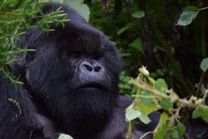 Close up of a silverback mountain gorilla