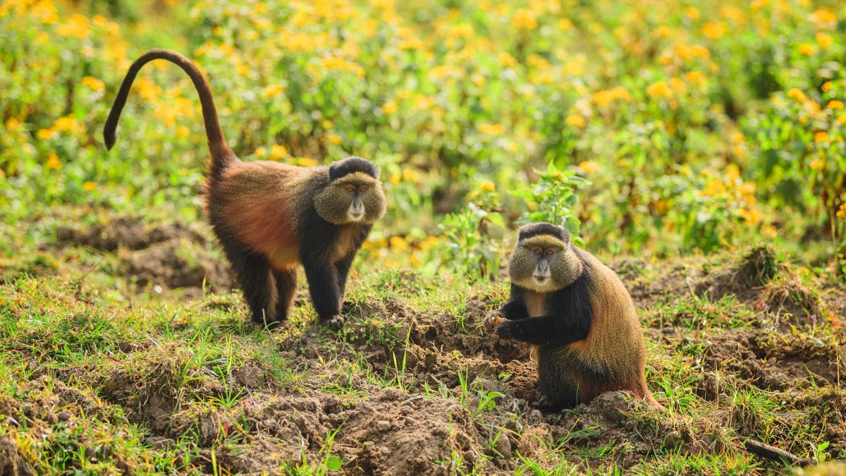 Ours. golden monkeys eating leaves in Volcanoes Nation Park, Rwanda (1)