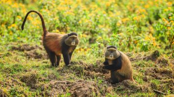 Ours. golden monkeys eating leaves in Volcanoes Nation Park, Rwanda (1)
