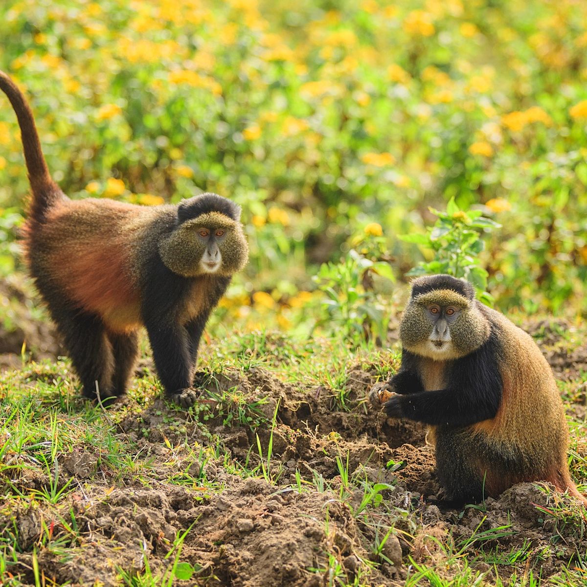 Ours. golden monkeys eating leaves in Volcanoes Nation Park, Rwanda (1)