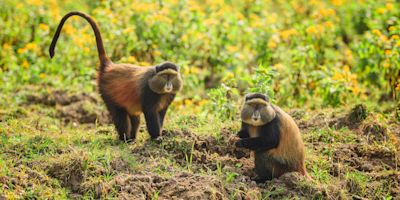 Ours. golden monkeys eating leaves in Volcanoes Nation Park, Rwanda (1)