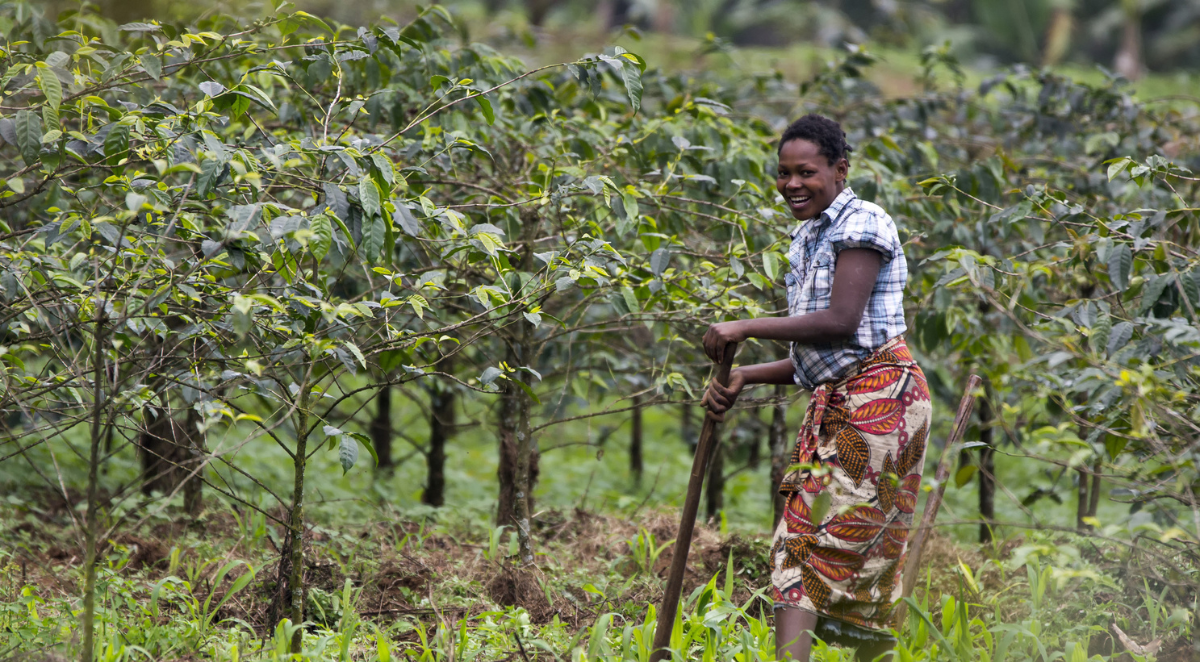 Coffee plantation with a lady