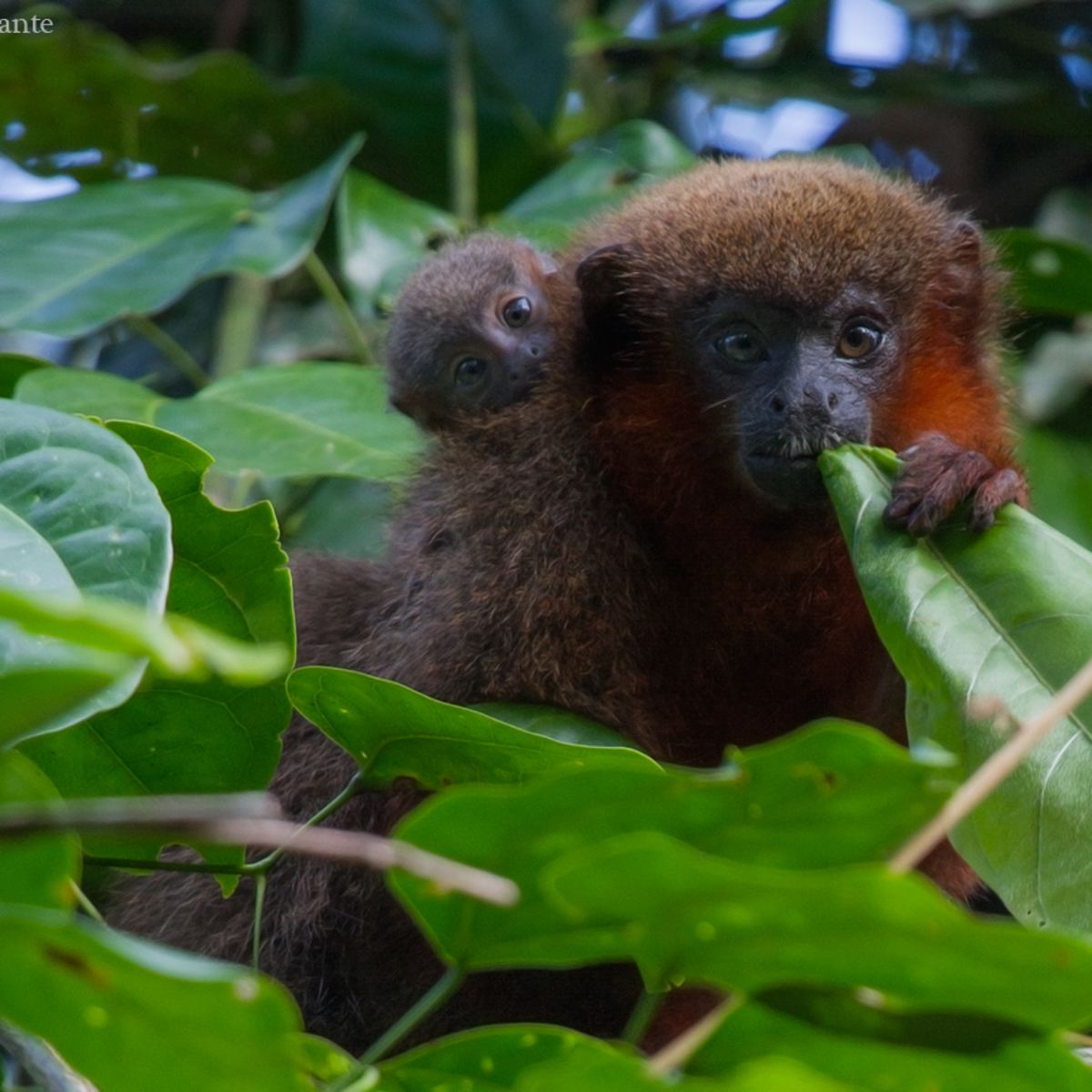 Monkey and infant in Peruvian rainforest