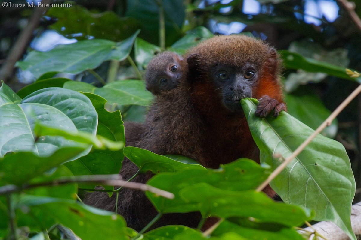 Picture gallery: The astonishing wildlife of Peru's Amazon rainforest