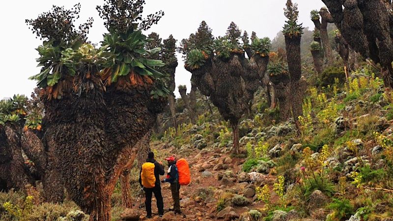 Two trekkers stand among giant groundsels on Kilimanjaro