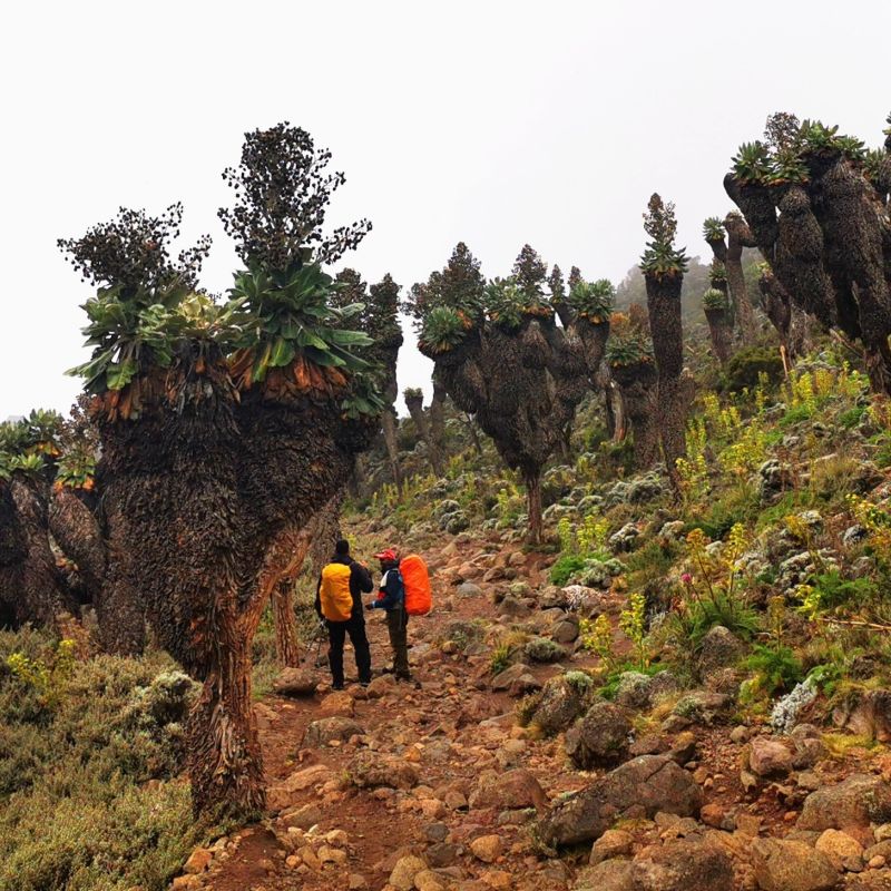 Two trekkers stand among giant groundsels on Kilimanjaro