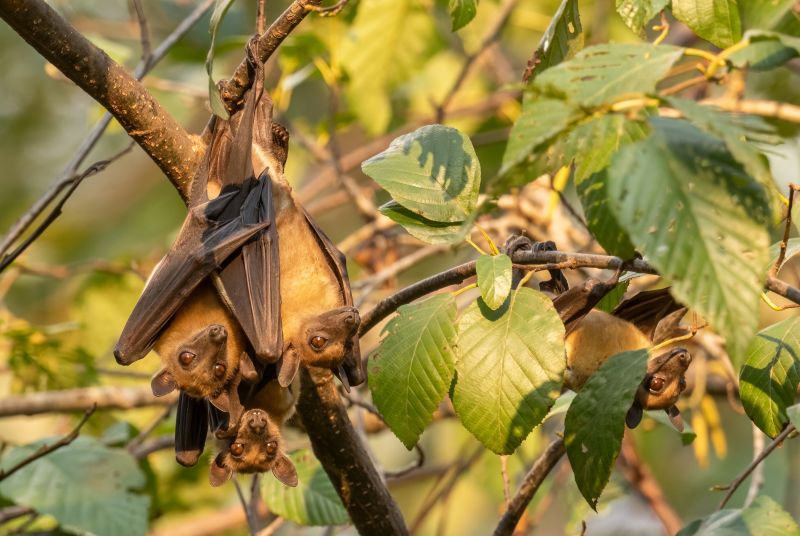 Straw-coloured Fruit Bats hanging from a tree branch
