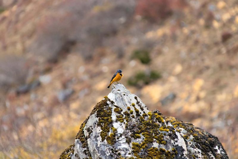 bird Bhutan travel guide