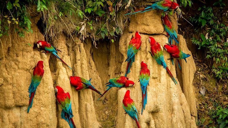 Red parrots on clay lick eating minerals, Red and green Macaw in tropical forest, Brazil, Wildlife scene from tropical nature