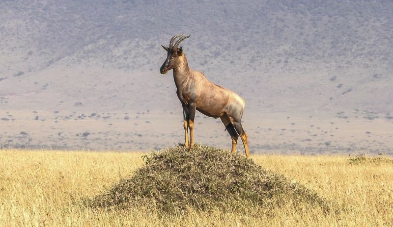 Topi antelope African safari 