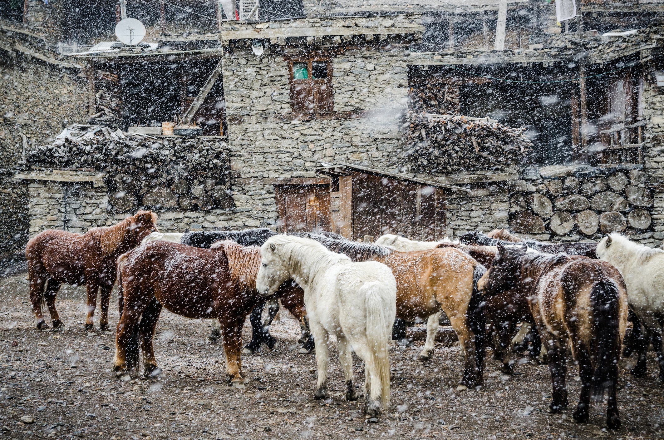 Horses in snowfall in traditional village along the Annapurna Circuit