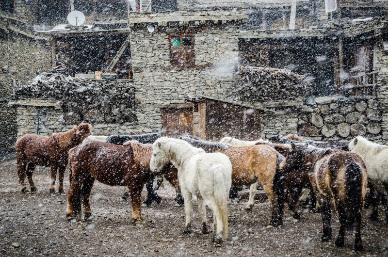Horses in snowfall in traditional village along the Annapurna Circuit