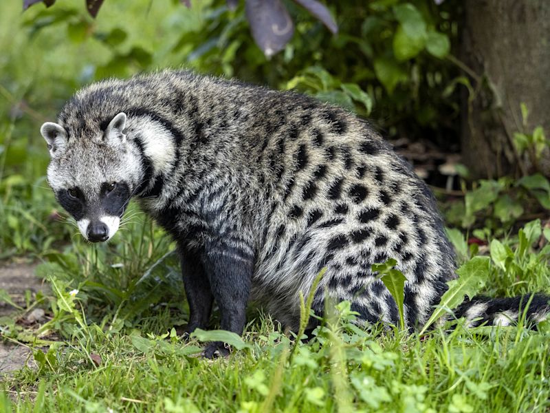 Ours. S. African civet, Civettictis civetta. African safari, Elusive Eleven