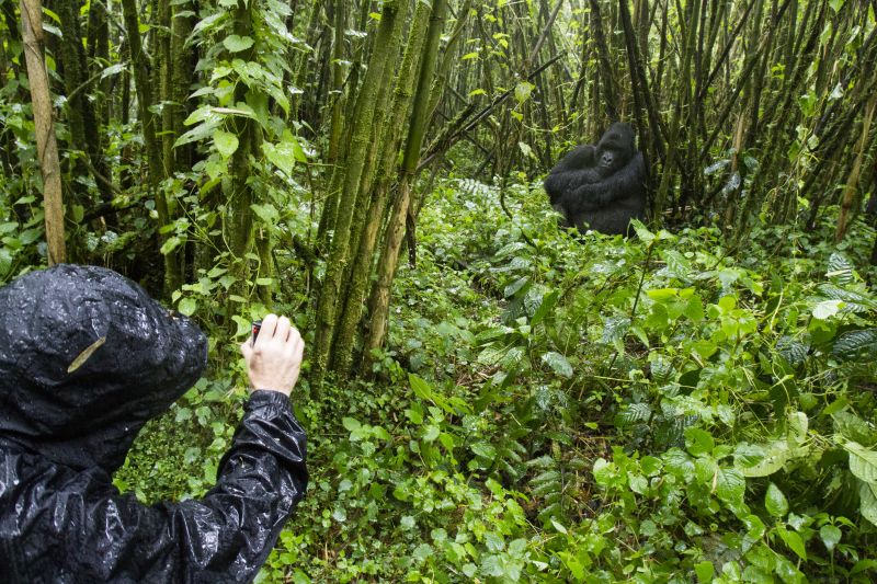 Tourist filming mountain gorilla in bamboo forest of Volcanoes National Park, Virunga, Rwanda