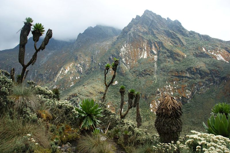 Rwenzori mountains