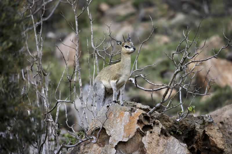 Klipspringer, oreotragus oreotragus, Adult standing on Rocks, Hell's Gate Park in Kenya