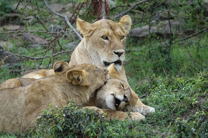 Three lionesses lying on the grass together in Kenya, safari